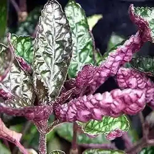 LITTLE JUNGLE Purple Waffle - Healthy Live Plant with White Pot | Best Air Purifying Plant | Indoor Plants for Living Room | Gifting Plants | Plants For Balcony Outdoor Home Décor & Office Desk