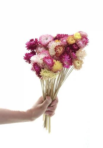 Straw Flower Stems - Set Of 20